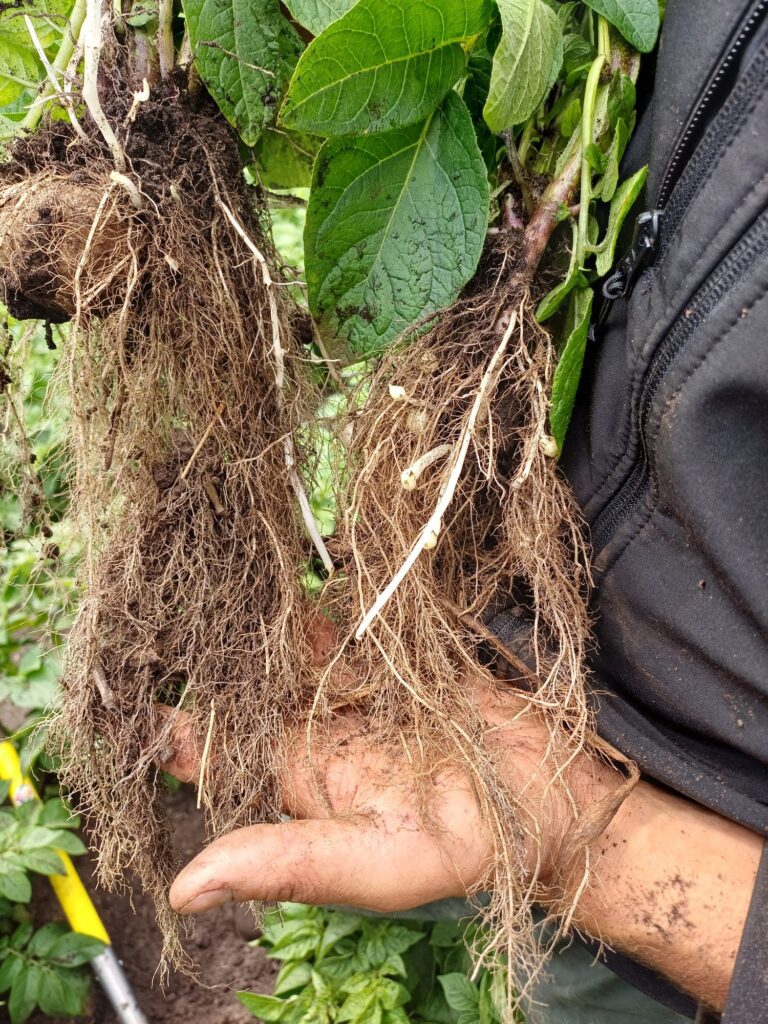 Regeneratieve landbouw en wortelgroei