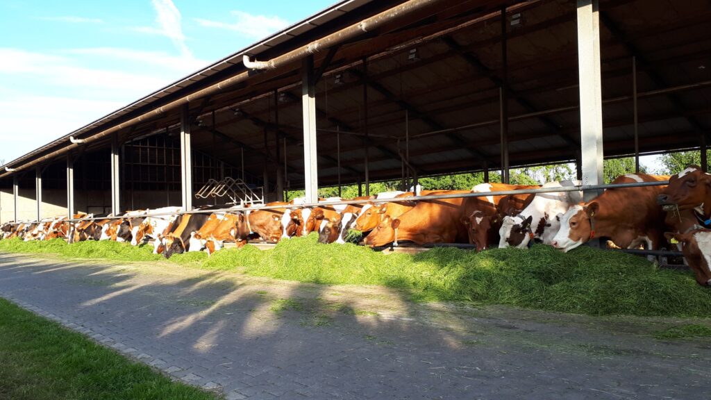 Plantaardig eiwit veevoer