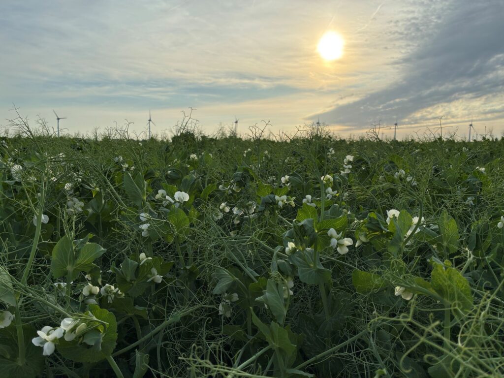 Erwtenteelt plantaardig eiwit Noordoostpolder